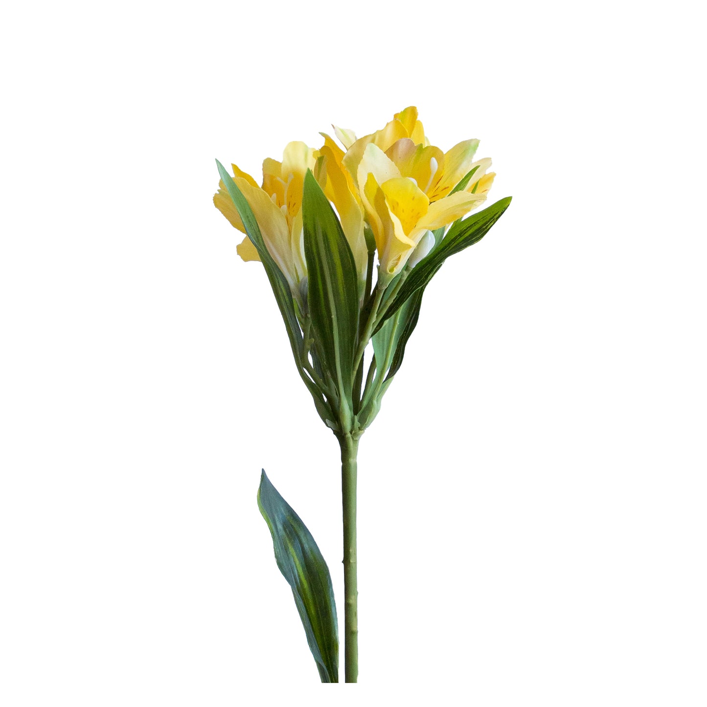 Astromelia Amarilla 61 cm