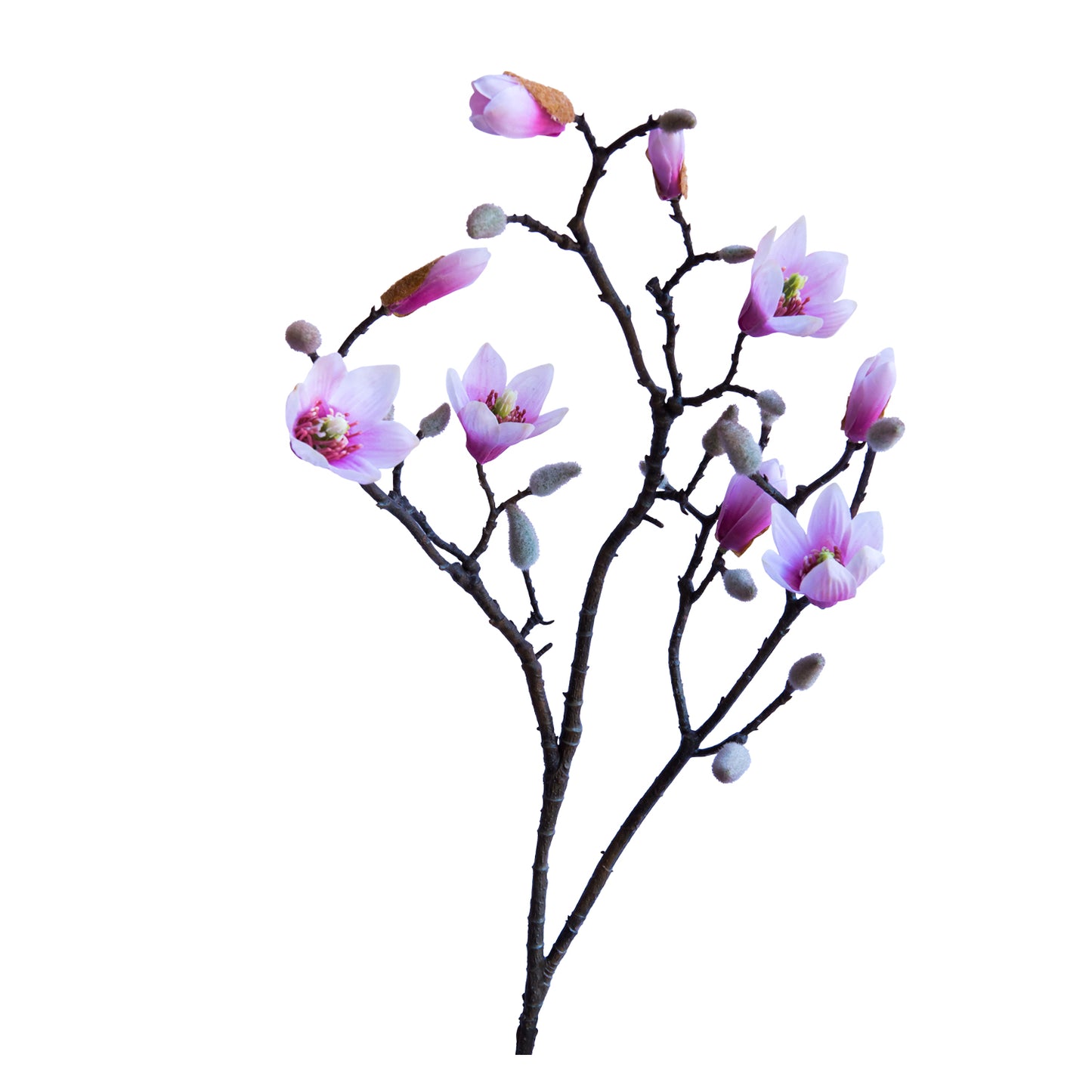 Magnolia Blanca 90 cm