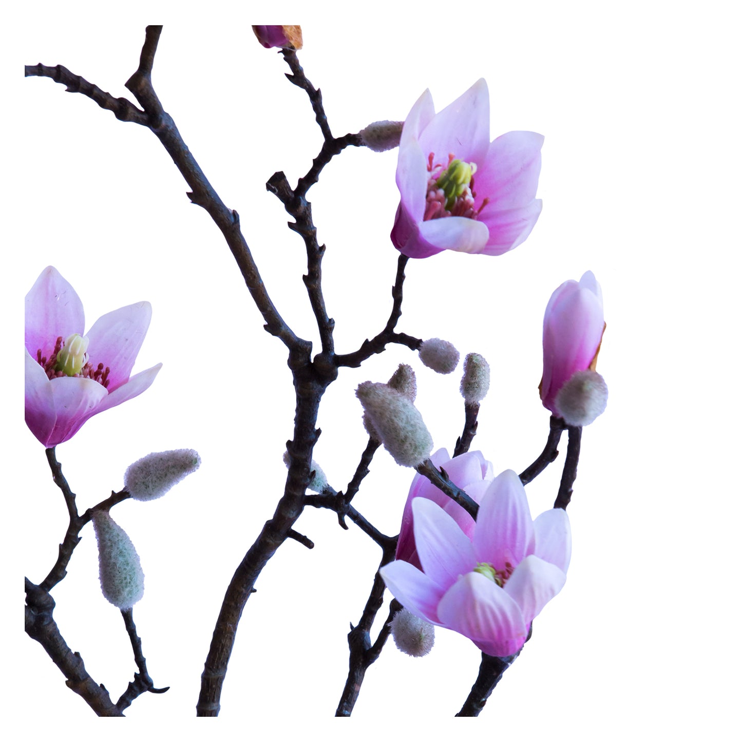 Magnolia Blanca 90 cm