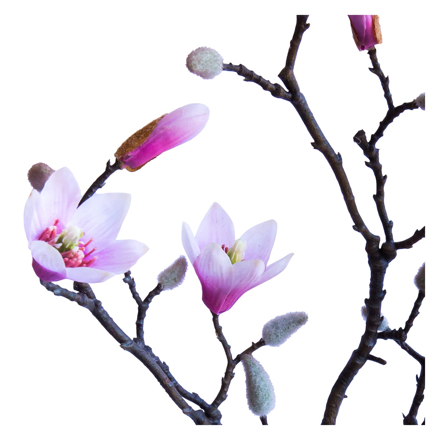 Magnolia Rosada 90 cm