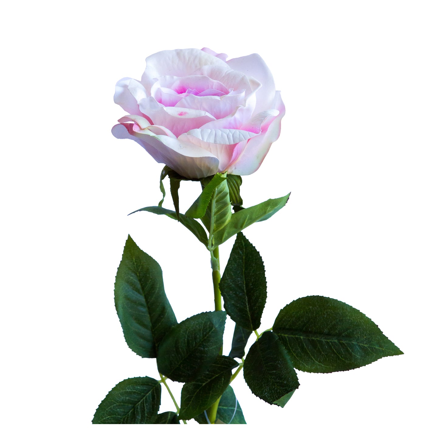 Rosa Rosada 71 cm