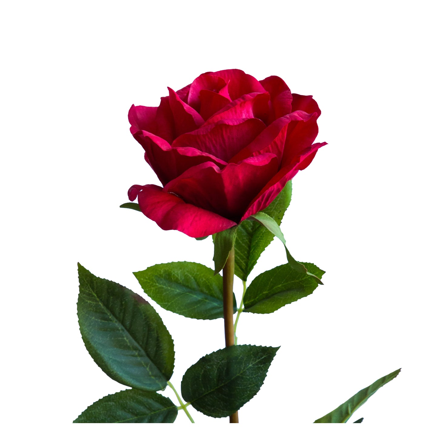 Rosa Roja 71 cm