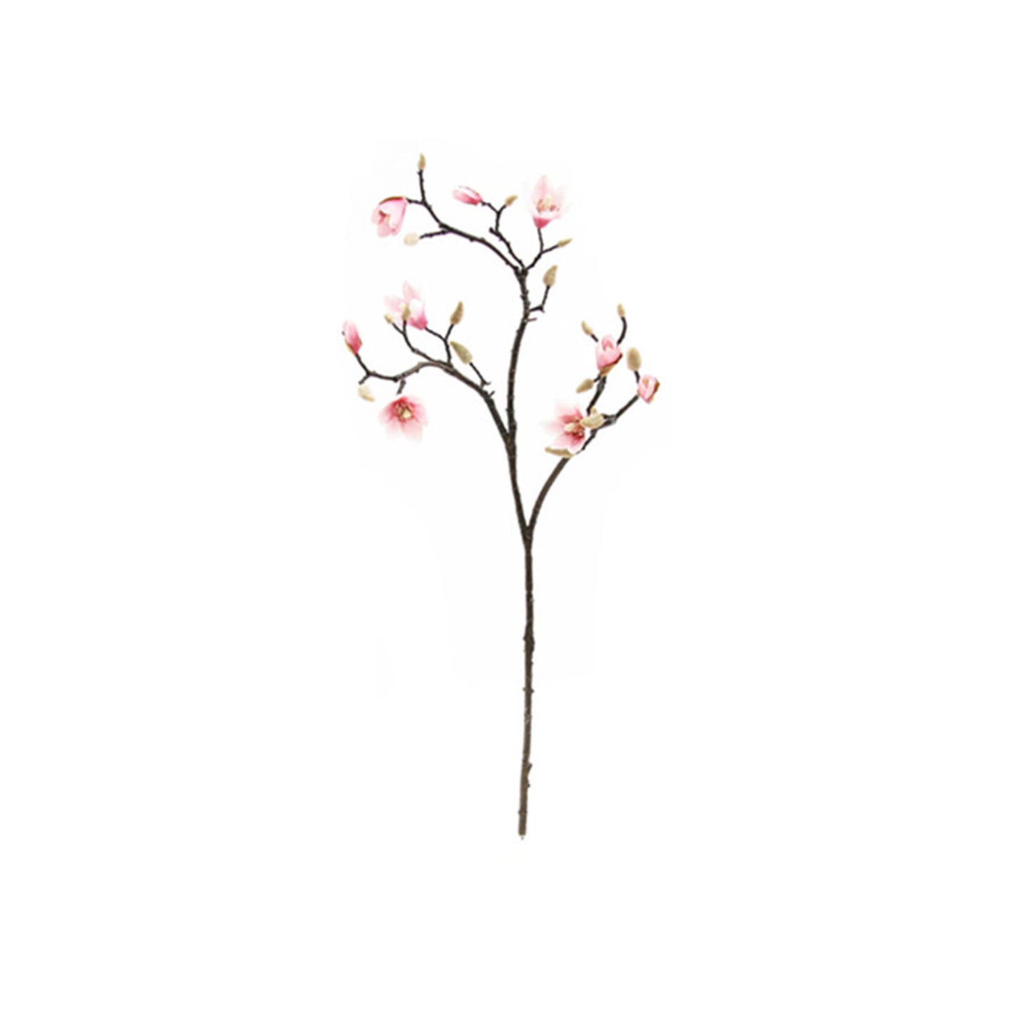 Magnolia Blanca 90 cm