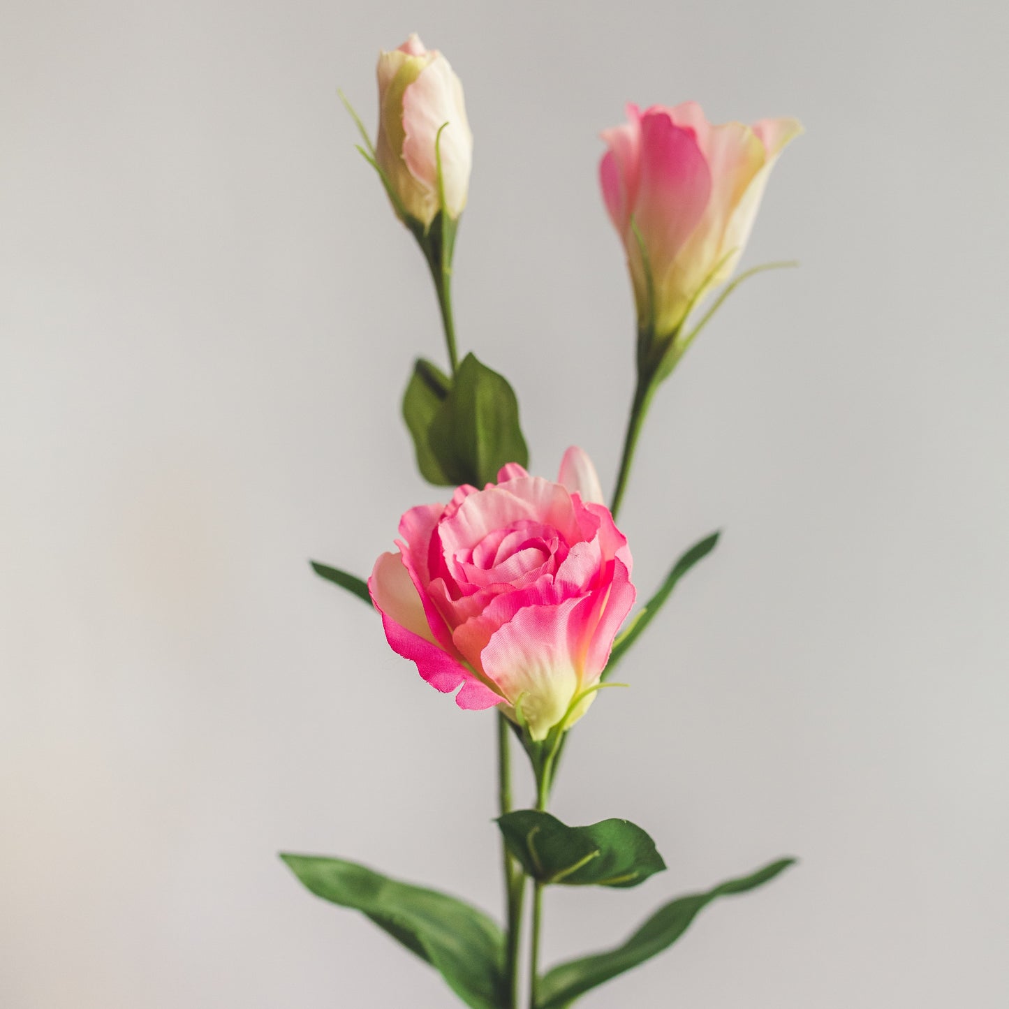 Lisianthus Rosado 64 cm