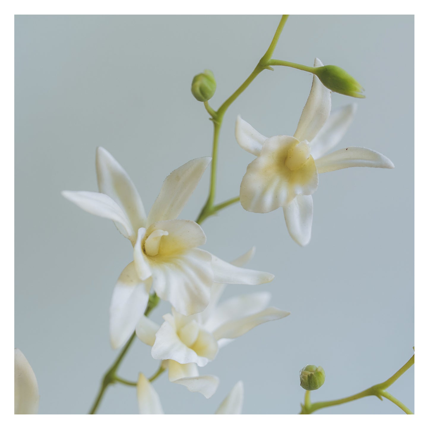 Orquídea Africana 84 cm