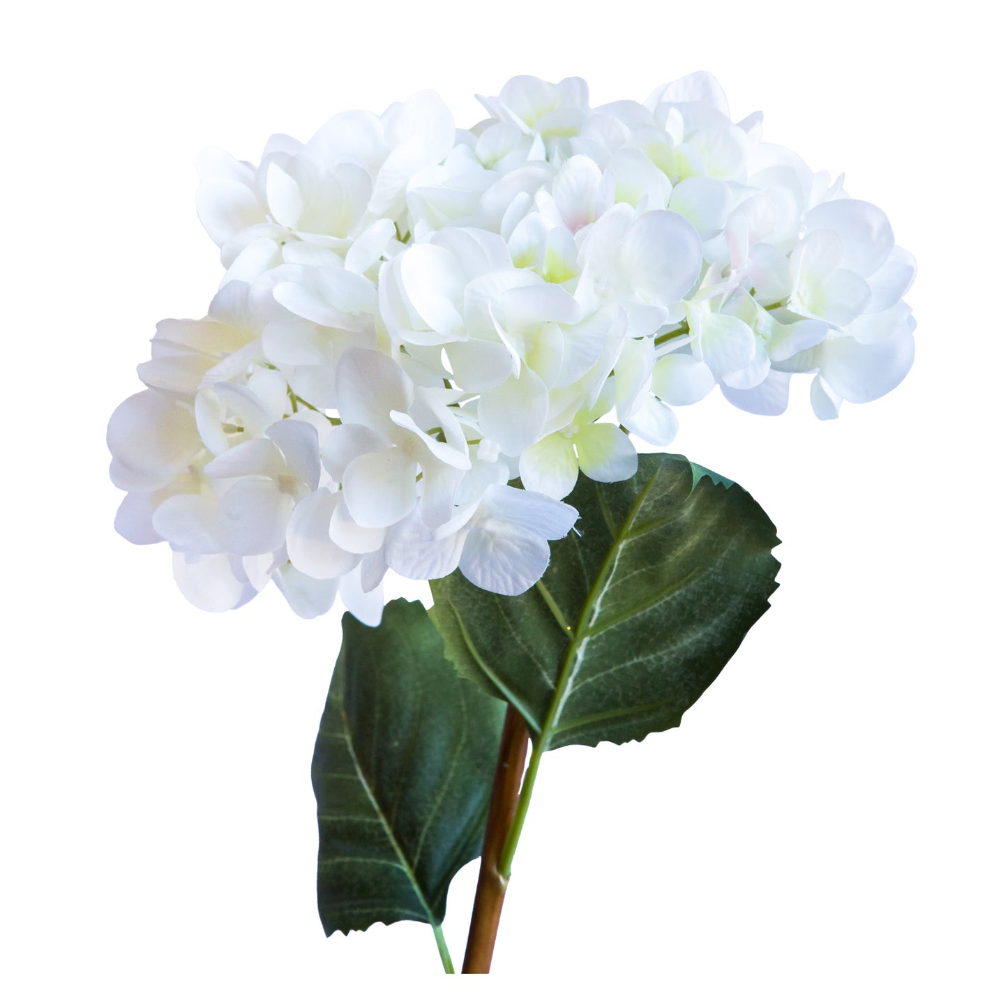 Hortensia blanca 62 cm