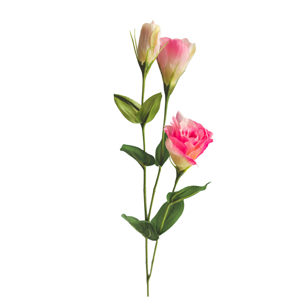 Lisianthus Rosado 64 cm