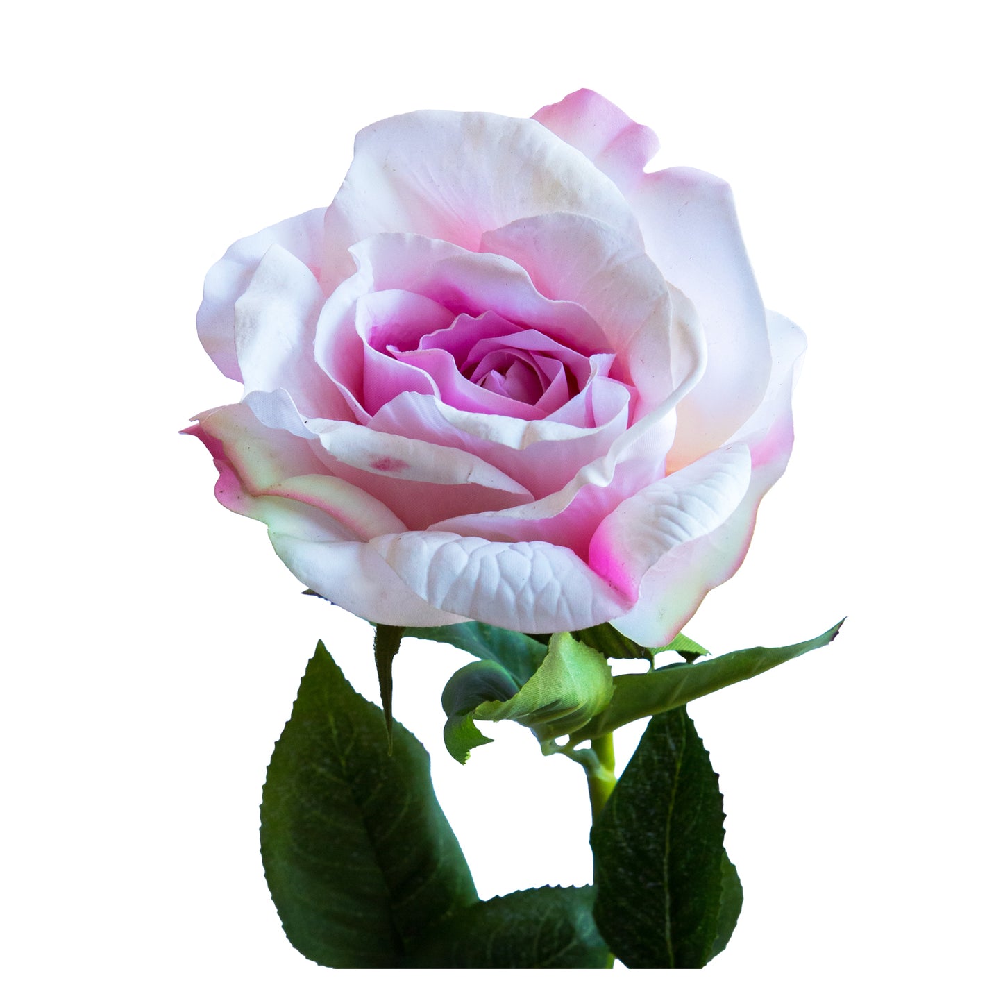 Rosa Rosada 71 cm