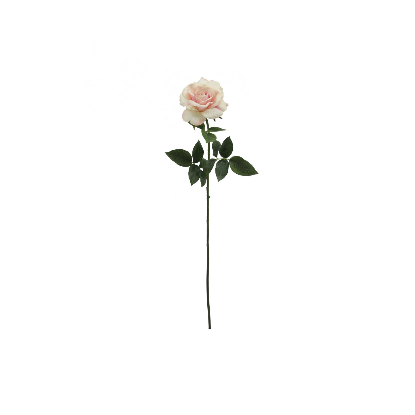 Rosa Rosada 71 cm