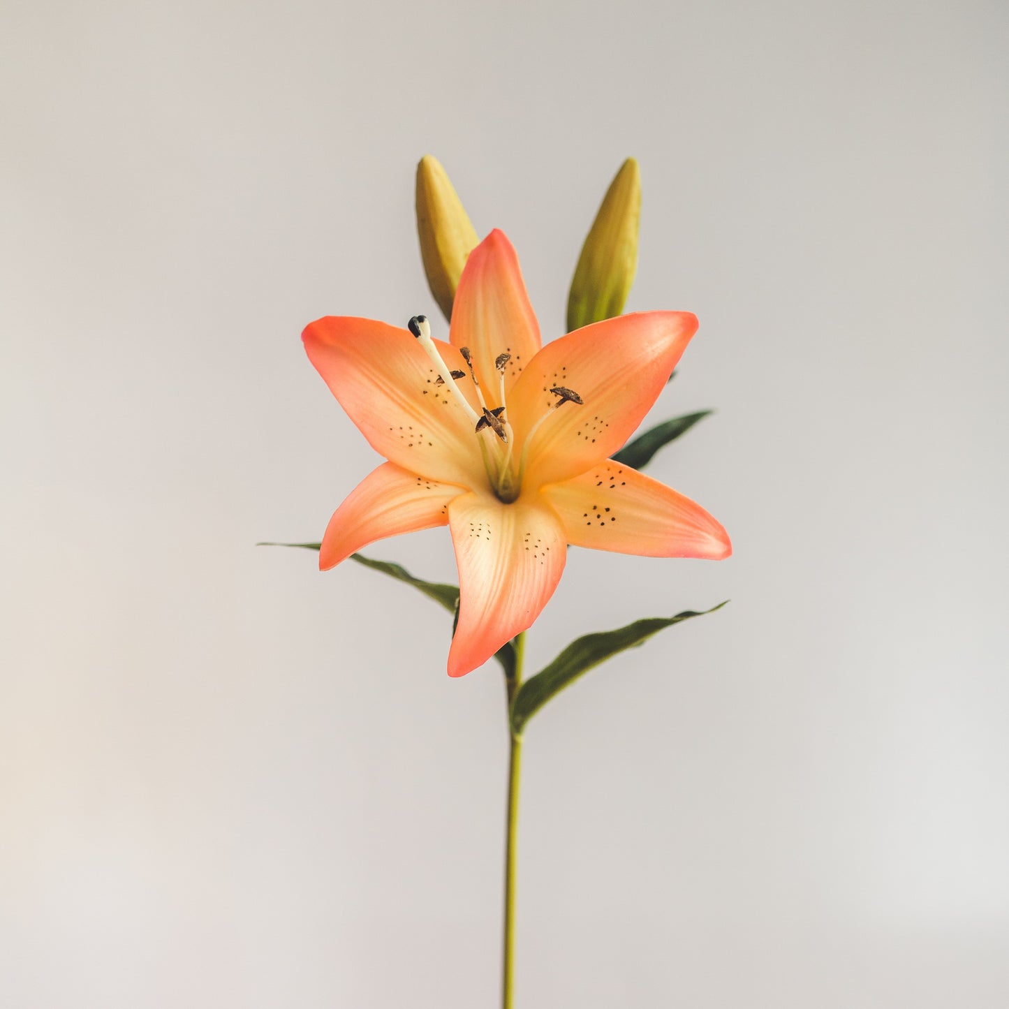 Lilium - Rosado/Naranjo