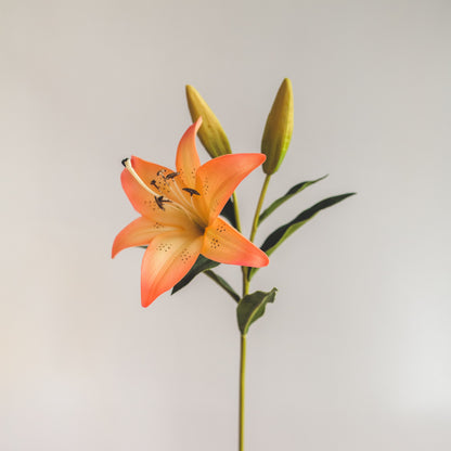 Lilium - Rosado/Naranjo