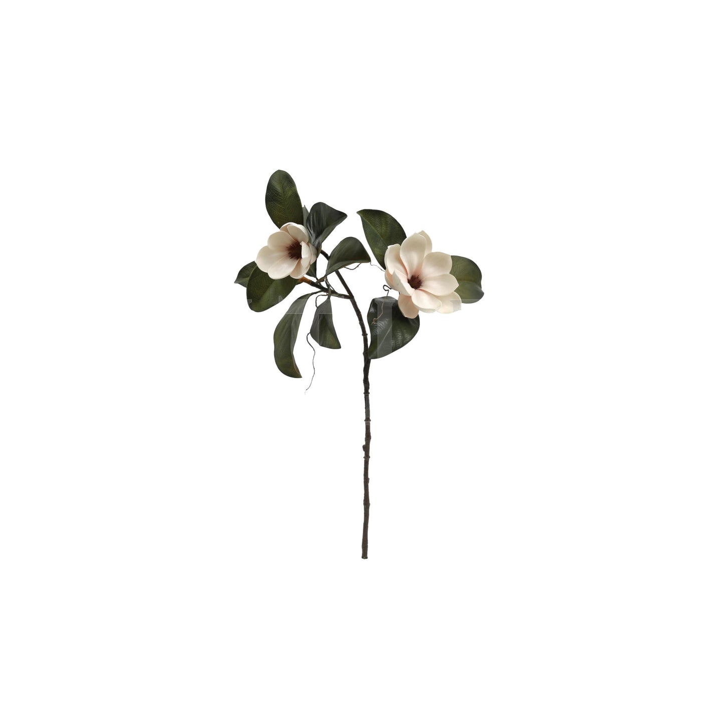 Magnolia grandiflora 76 cm