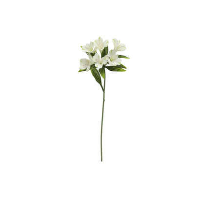 Astromelia Blanca 61 cm