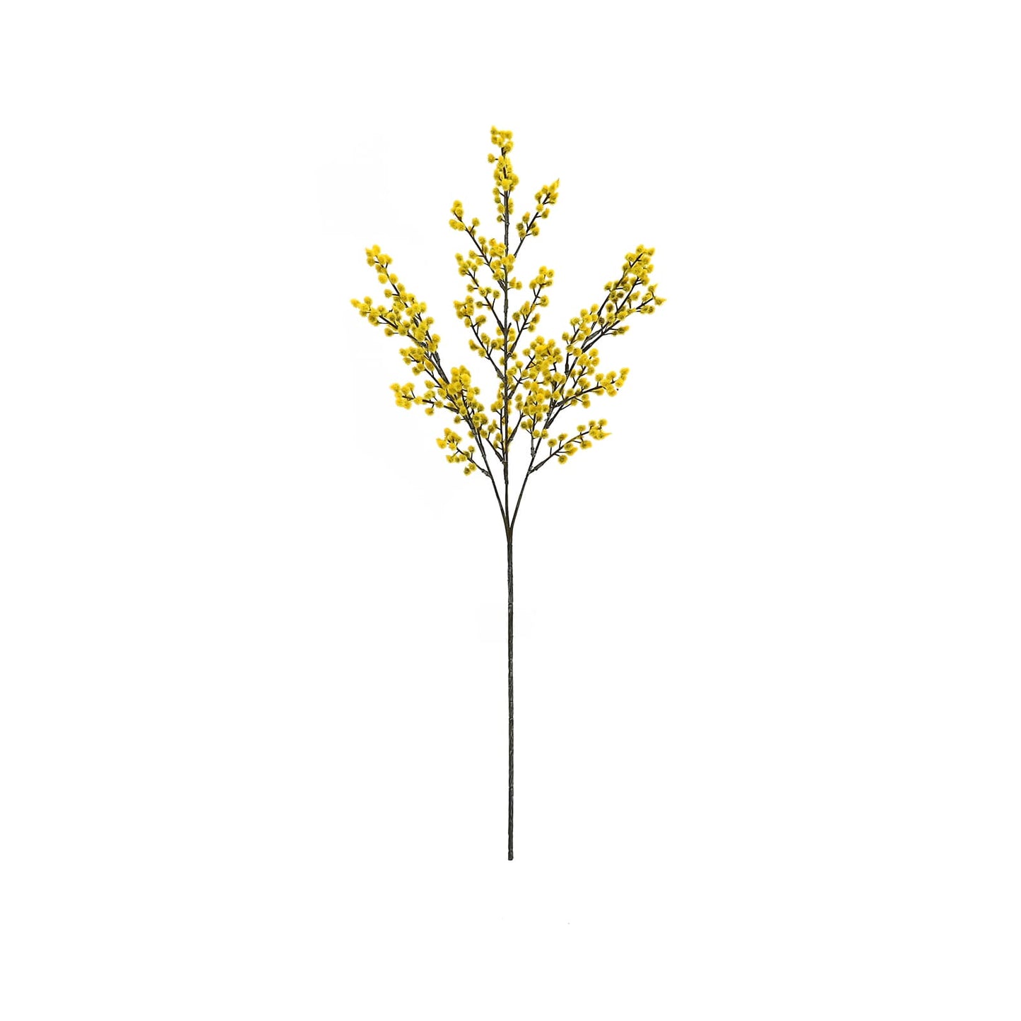 Aromo en flor 71 cm